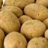 семенной картофель в Новосибирске в Нижнем Новгороде