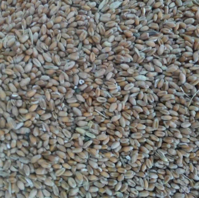 ячмень овес пшеница кукуруза рязань в Рязани