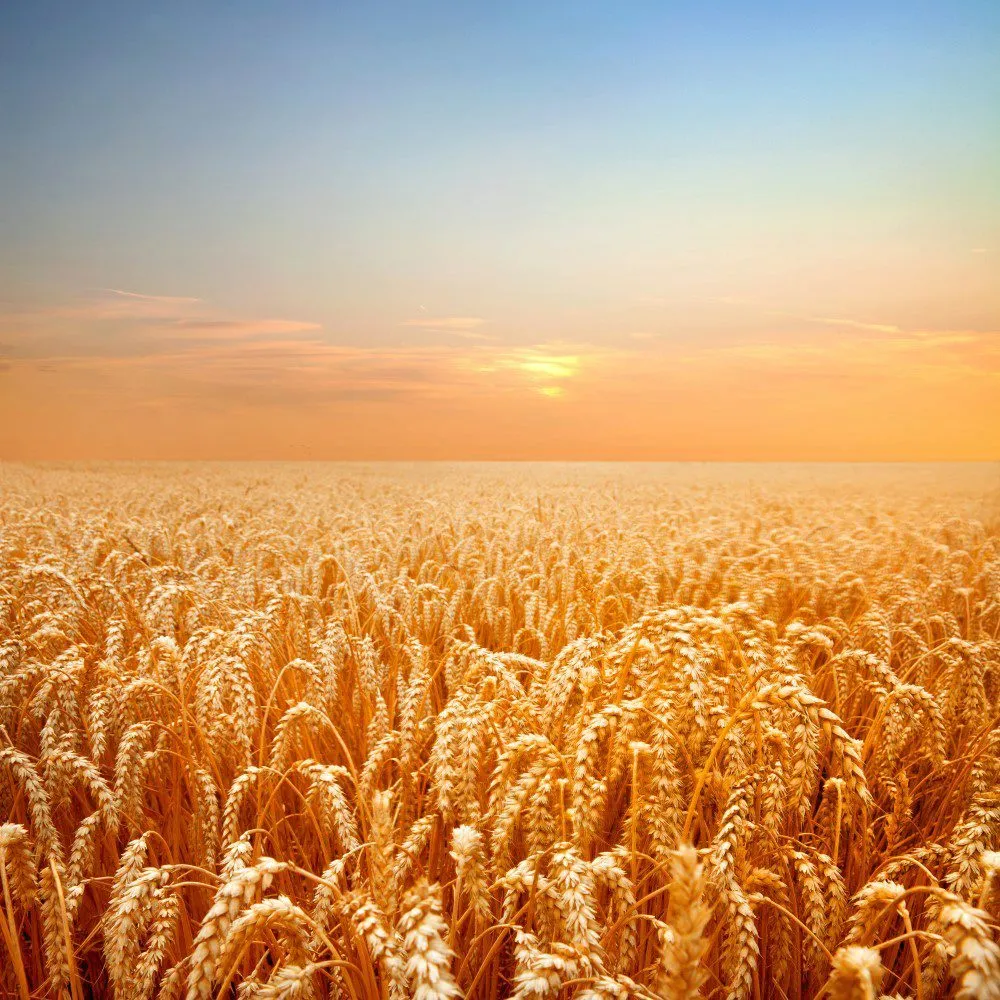 продажа пшеницы 5 класс ГОСТ. в Рязани