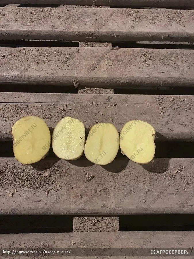 картофель оптом напрямую от фермера.. в Рязани