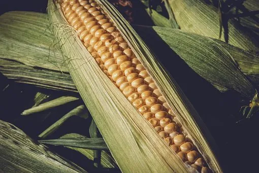 ГМО-кукуруза обнаружена в Рязанской области
