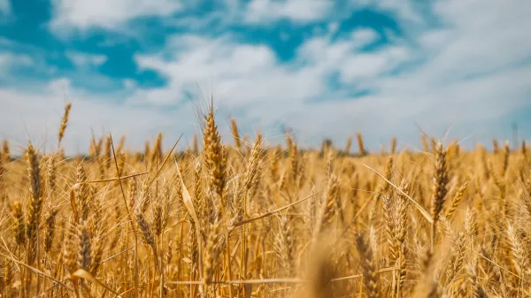 В Рязанскую область идут крупные транши на поддержку производителей зерна