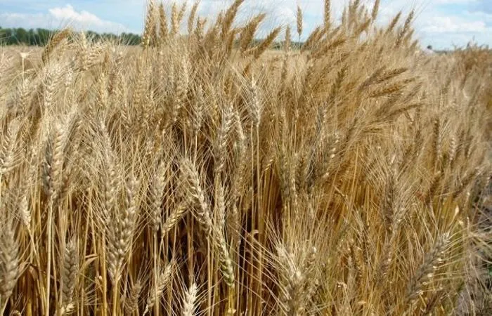 зерно, пшеницу, комбикорм в Рязани и Рязанской области 7