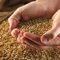 зерно, пшеницу, комбикорм в Рязани и Рязанской области 4